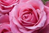 1 ROSA 